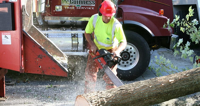 Team member cutting a fallen tree with a chain saw. A Mc Guinness Tree Service branded truck is in the background.