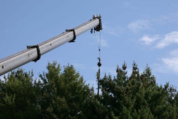 tree removal nh