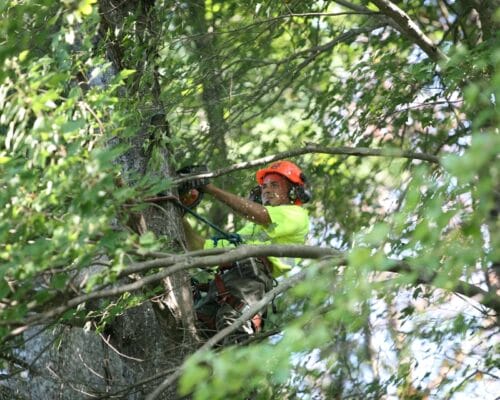 tree trimming tree trimming