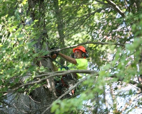 tree trimming